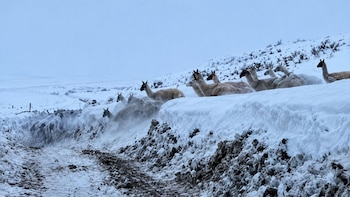 Guanacos y pumas en medio de la ruta: la inusual escena en medio de las intensas nevadas en la cordillera