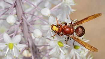 Un estudio reveló que estas