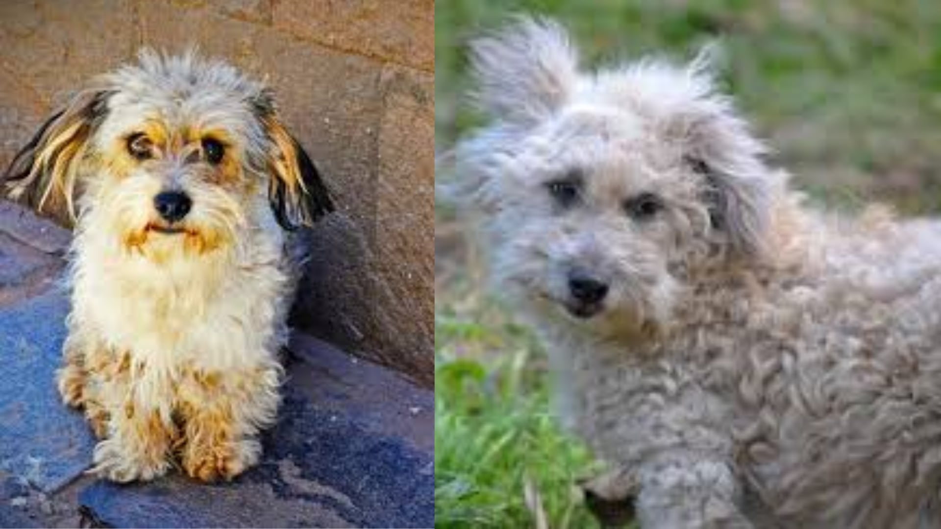 El Chaku cusqueño o “chapito” es un perro pastor tradicional de zonas altoandinas del sur peruano, por encima de los 3.000 m s. n. m.