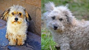 El Chaku cusqueño busca reconocimiento