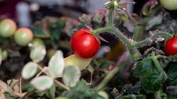 El tomate cultivado en el espacio y extraviado por Frank Rubio fue localizado por la tripulación de la ISS. (NASA)