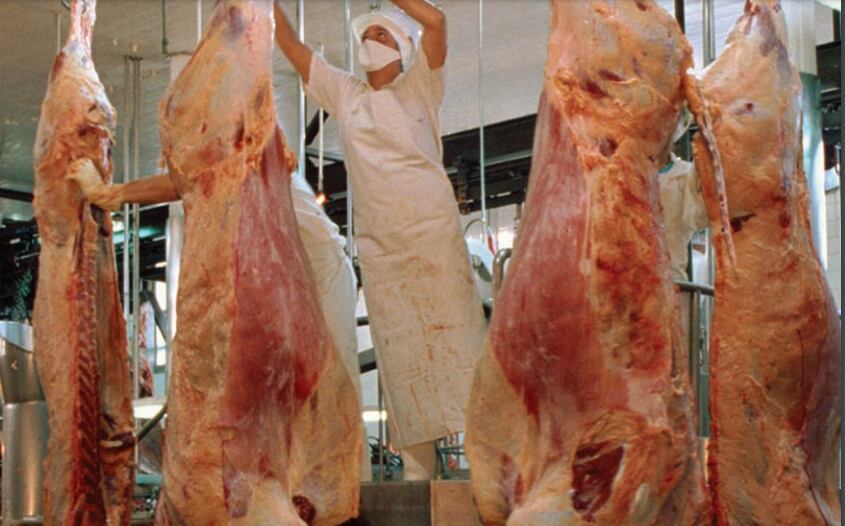 Pensar en una recomposición del rodeo argentino implica comenzar por reducir los niveles de faena y mejorar la retención de hembras (IPCVA)