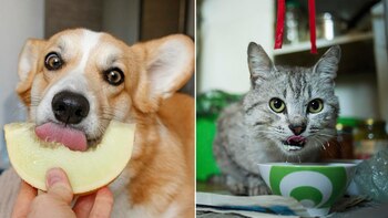 Los gustos culinarios de los