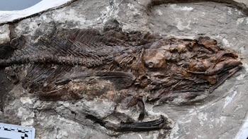 Descubren un “acuario parado en el tiempo” con peces fósiles de hace 62 millones de años: revela cómo se recuperaron los mares tras la caída del meteorito