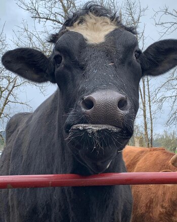 Romeo fue rescatado de una