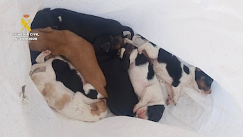 Un investigado por arrojar a un contenedor a siete cachorros de perro vivos en la provincia de Cáceres