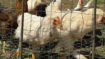 PACMA denuncia ante la Fiscalía