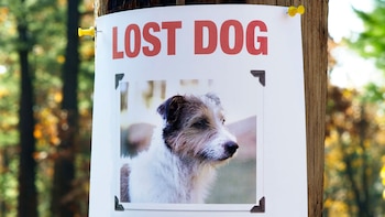 Pegar afiches o carteles en