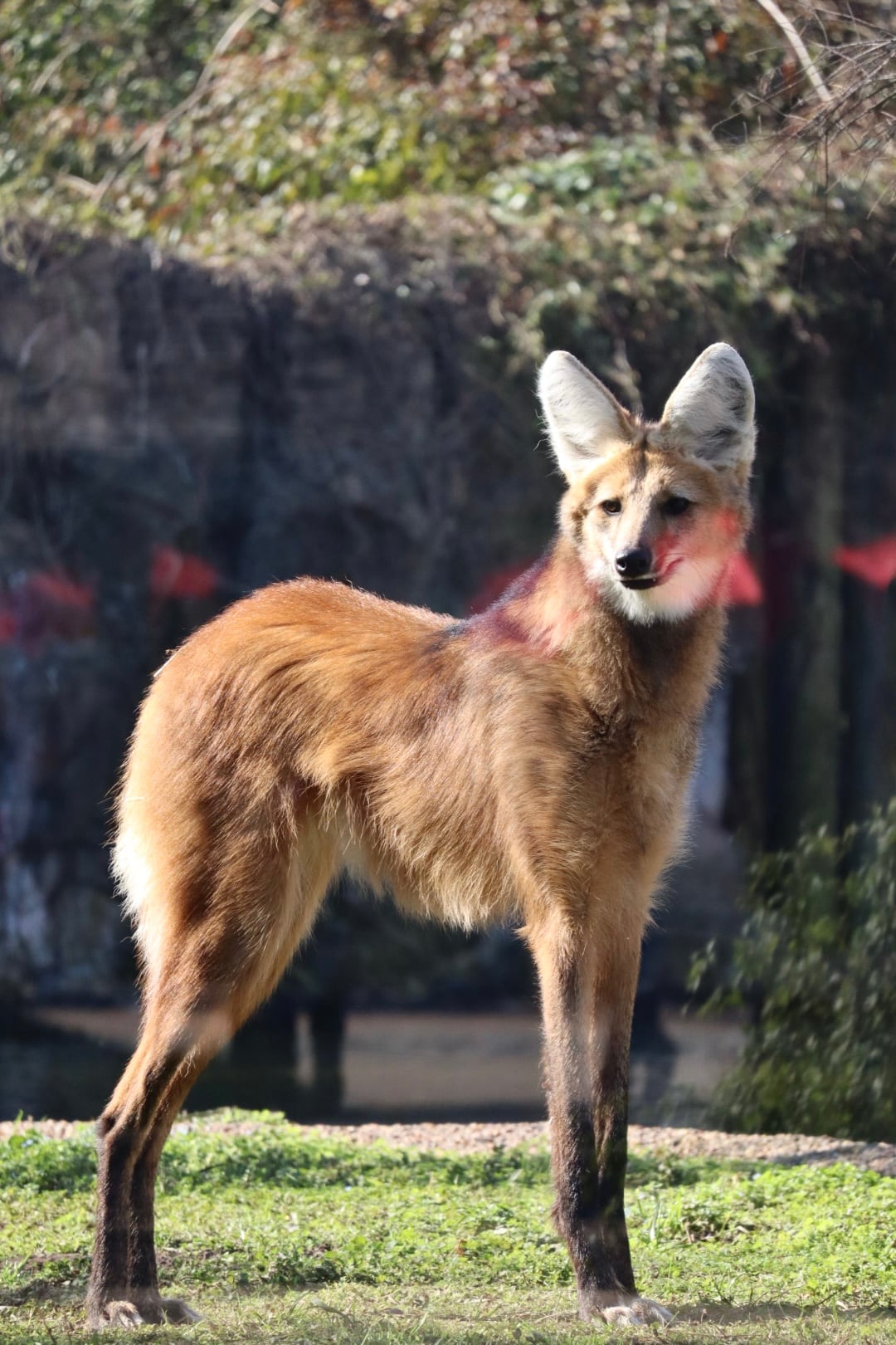 El monitoreo con collares satelitales equipados con tecnología GPS permite rastrear los recorridos de la especie e identificar zonas de riesgo. (Francisa Dipaola / Fundación Temaikén)