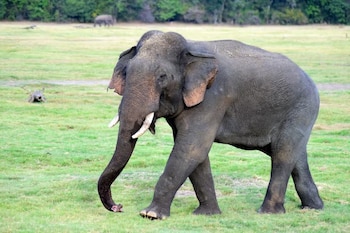 Un elefante gris con colmillos pequeños avanza hacia la izquierda en un campo de hierba verde con árboles al fondo