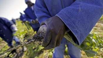 La mano de obra carcelaria