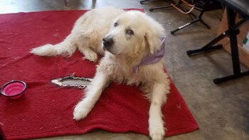 La canina percibió el humo