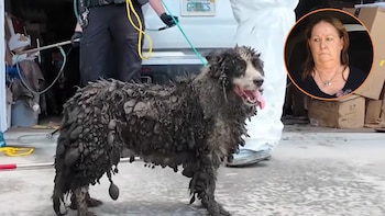 Rescataron a más de 30 perros Border Collie de una casa y arrestaron a la dueña en Florida