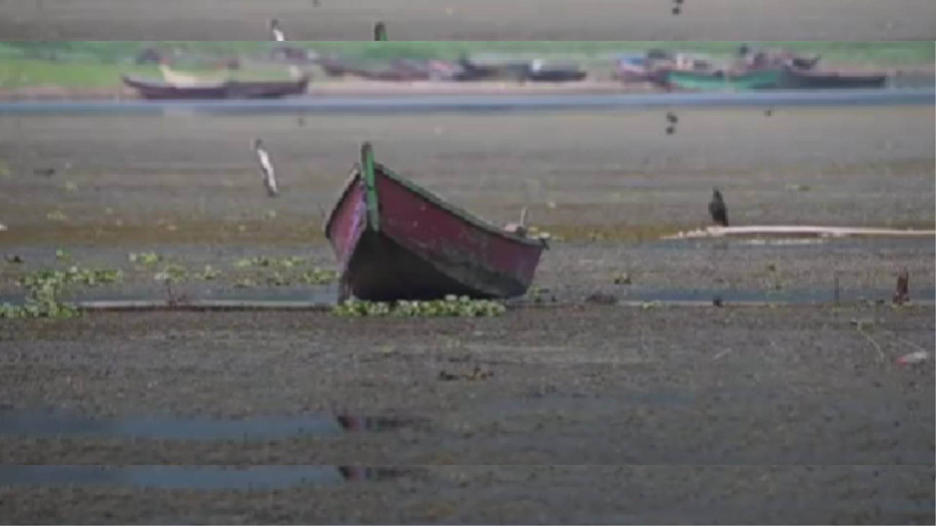 Buzos realizan trabajos de mantenimiento en jaulas de cultivo de tilapia (AFP)