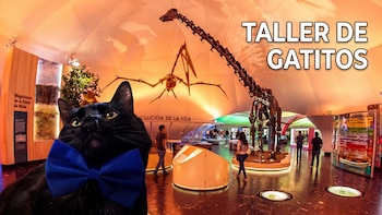 Celebra el Día del Gato Negro en el Museo de Historia Natural con un taller interactivo: fechas, horarios y cómo llegar