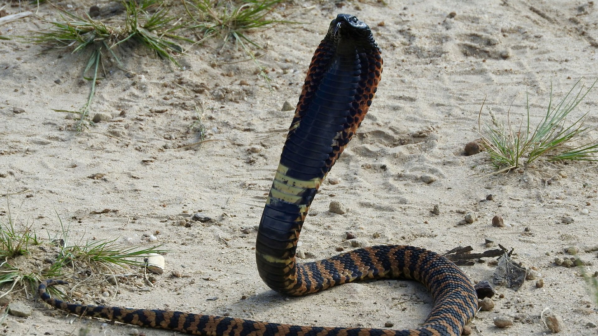 Las cobras escupidoras y el rinkhals pueden proyectar veneno preciso hasta tres metros de distancia para defenderse sin morder (Wikipedia)