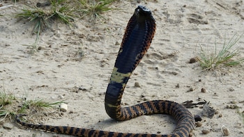 Serpientes que atacan a distancia: