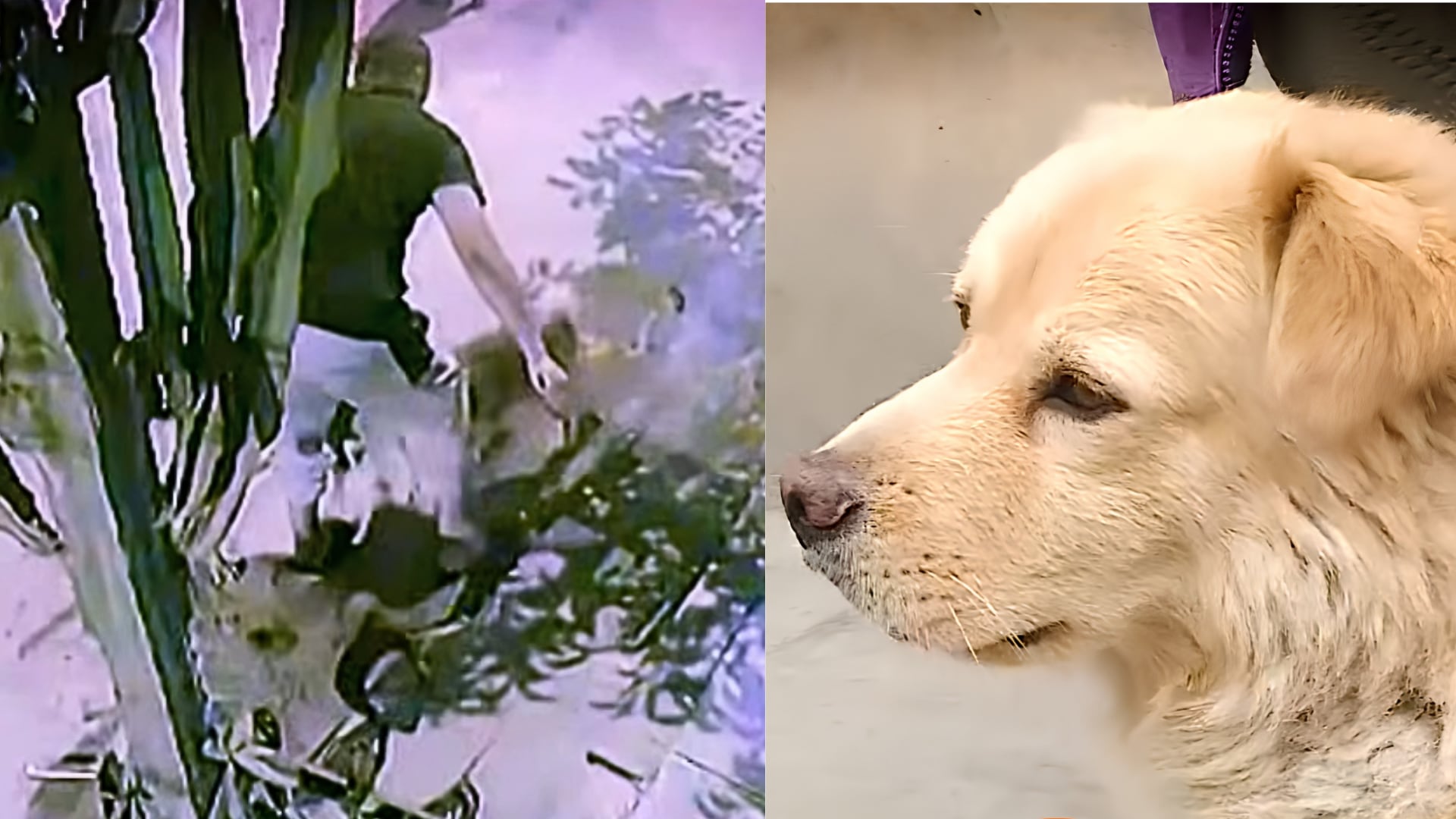 El perro Charlie requiere una cirugía de emergencia en Villa El Salvador tras ser agredido con un objeto punzocortante durante una pelea. (Composición: Infobae Perú / Latina Noticias)