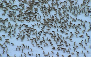 Factores como la malnutrición, las