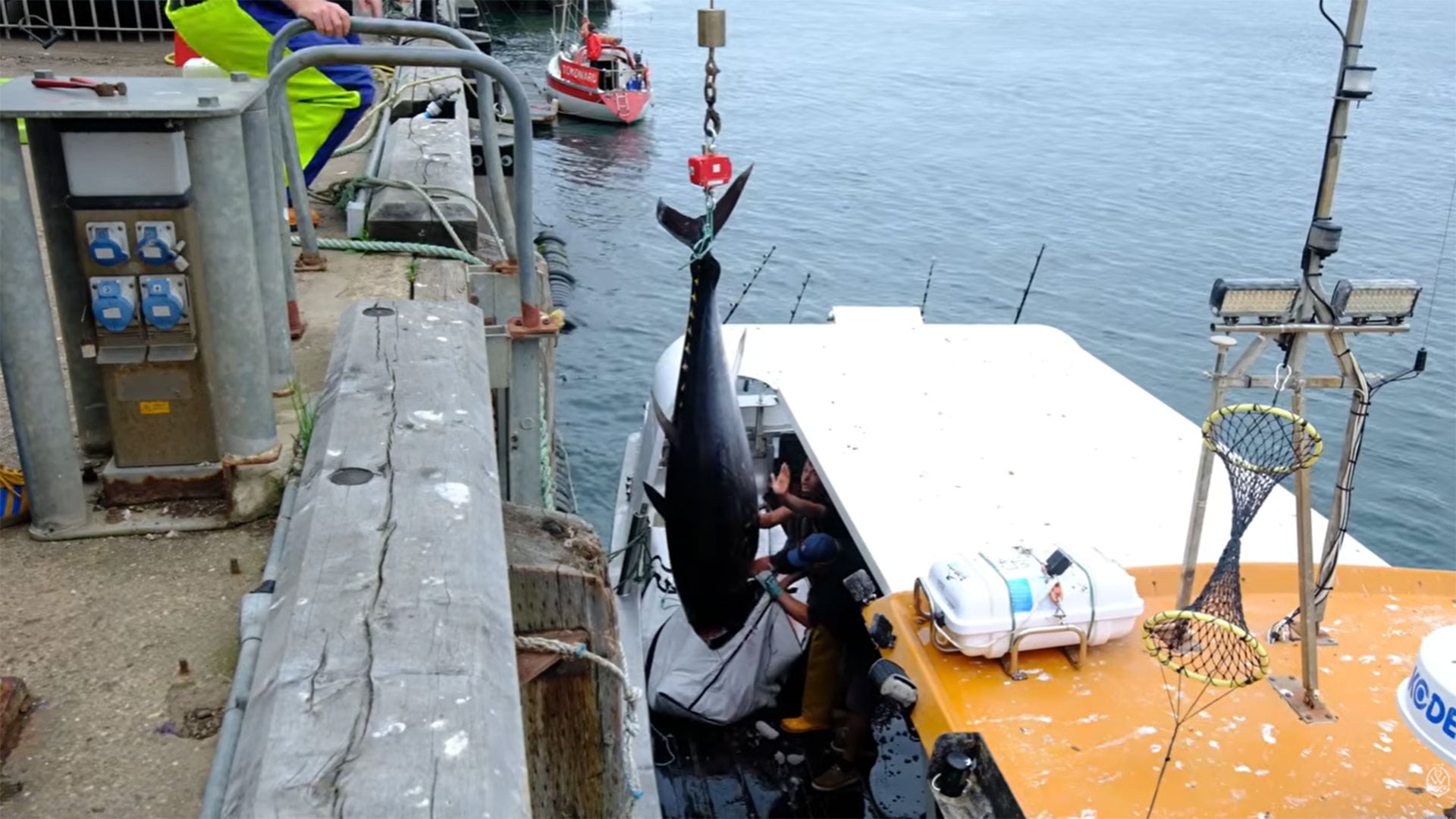 La tripulación del barco Dominator-A desembarcó en el puerto de Whitby ejemplares de 339 y 320 kilos, en un regreso de la especie casi 90 años después