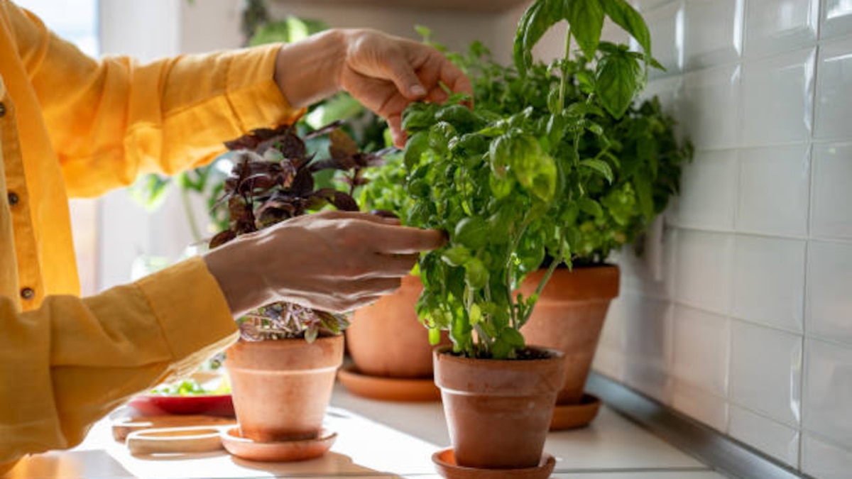 Cómo cultivar la albahaca en casa de forma sencilla y sin dañar la planta para este verano