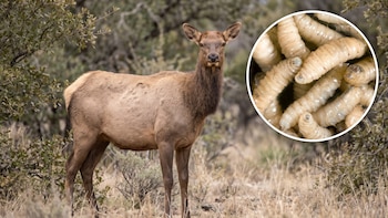 Estados Unidos detectó el "gusano come carne" en un alce y amplió la vigilancia sobre la fauna silvestre