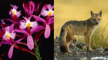 Machu Picchu es el hogar