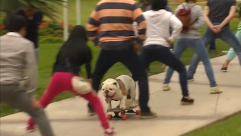 Otto, el bulldog, hace historia