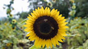 Una familia nicaragüense crea un