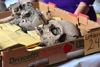 La mayoría de los individuos