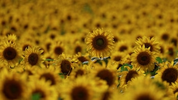 El girasol hizo historia: cerró la campaña 2025/26 con área, rinde y producción récord