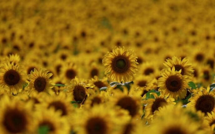 Al igual que ocurre en la Argentina, el girasol es uno de los pocos cultivos que ofrecen una renta razonable, aunque tiene ciertas limitaciones (Reuters)