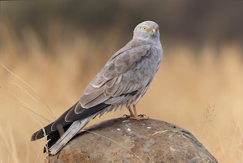 Ejemplar de aguilucho cenizo. (Tisha Mukherjee/Wikimedia Commons)