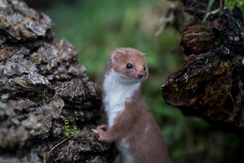 Ejemplar de comadreja. (big-ashb/Wikimedia Commons)