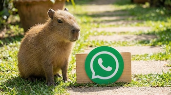 El capibara es el roedor