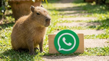 Modo capibara en WhatsApp: paso