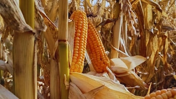El maíz avanza hacia el sur: evalúan híbridos capaces de producir en las condiciones extremas de la Patagonia
