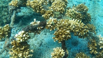 Investigadores de la UNED trasladaron 2.700 corales de cinco a 13 metros de profundidad en Isla Tortuga, como medida para reducir su exposición al calentamiento de las aguas superficiales. Crédito: UNED