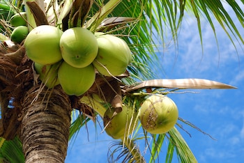 Palmera (Shutterstock)
