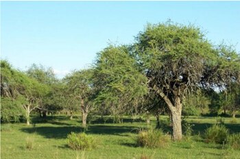 El Espinal entrerriano se caracteriza