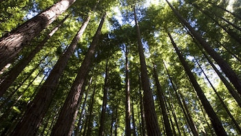 Sequoia sempervirens
