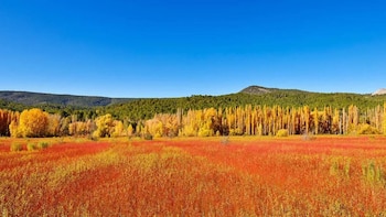 Los campos de mimbre de Priego, en Cuenca, se vuelven rojizos durante el otoño. (Turismo Castilla-La Mancha)