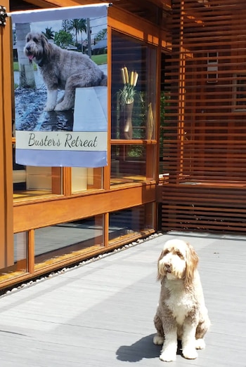 Un perro peludo de pelaje blanco y marrón sentado sobre un suelo de madera frente a un cartel impreso con su imagen