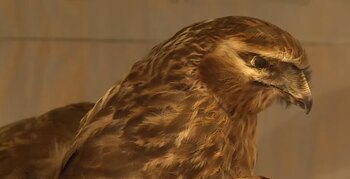 El alcalde Claude Aufort calificó