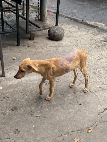 El refugio explicó que ya no puede sumar más casos mientras mantiene a más de 25 perros en tratamiento, con hospitalizaciones largas, cirugías y medicamentos pendientes de pago en cinco clínicas (Cortesía Dame tu Pata)