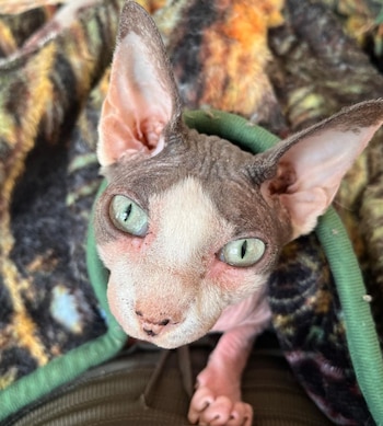 Su nueva dueña, quien tiene