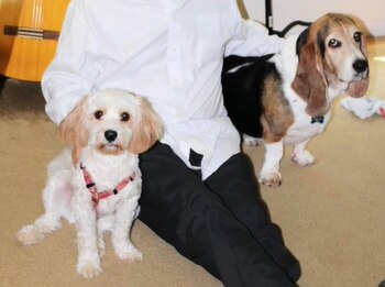 amistad, perros, tiktok, video, errol, romeo, mascotas, animales