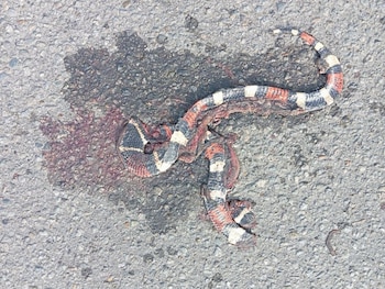 Más de 300.000 animales silvestres