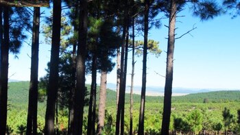 La enfermedad podría trasladarse a