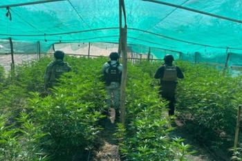 Más de 100 plantas fueron